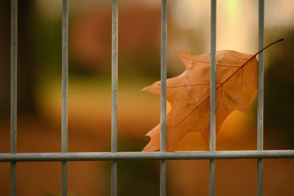 Gartenzaun, Herbstblatt